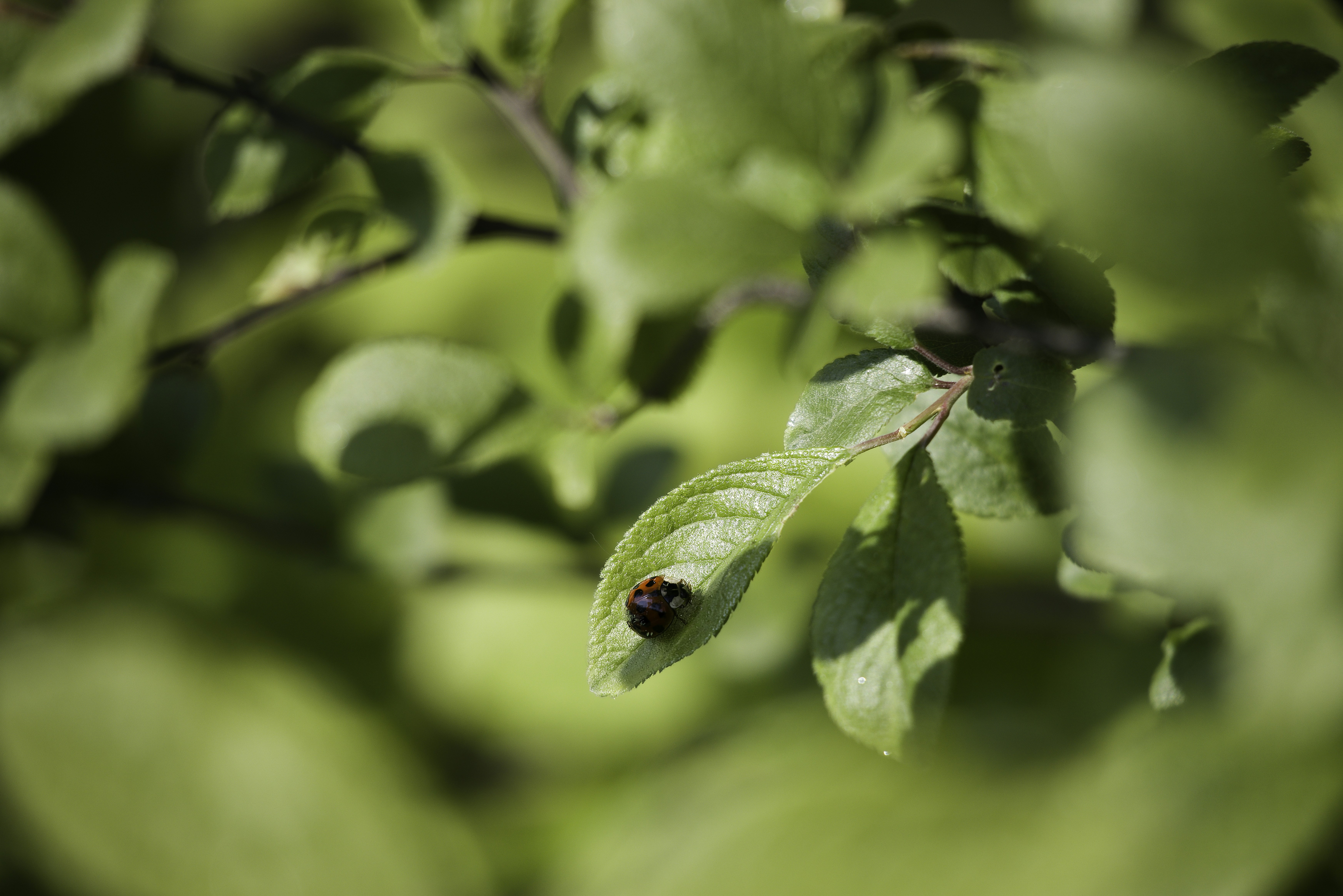 Una lady bug arrastrándose sobre una hoja verde