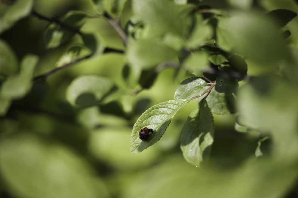 a lady bug crawling on a green leaf