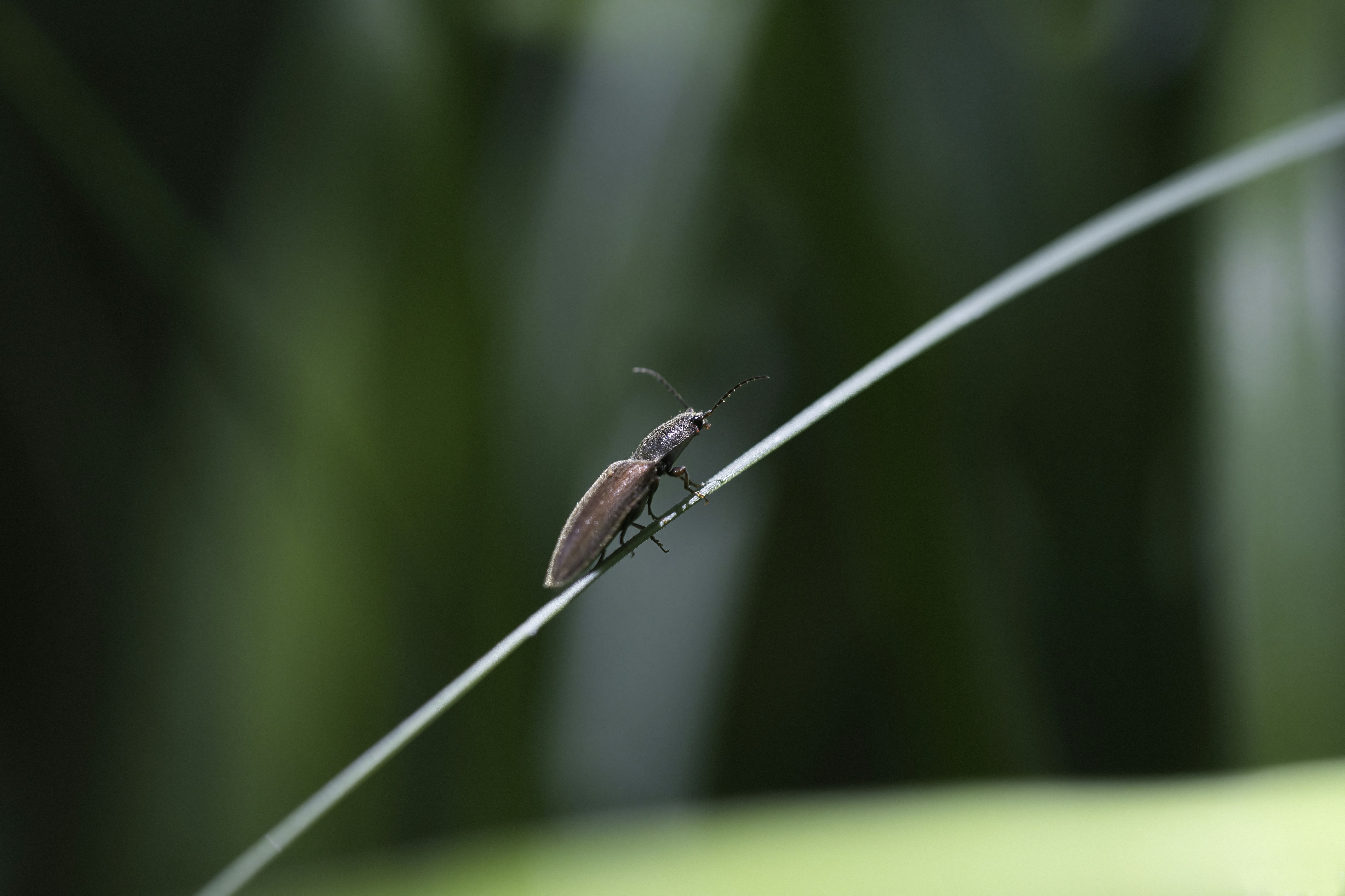 un insecto que está sentado encima de una planta