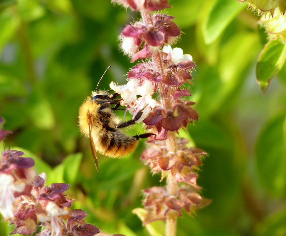 Un primer plano de una abeja en una flor