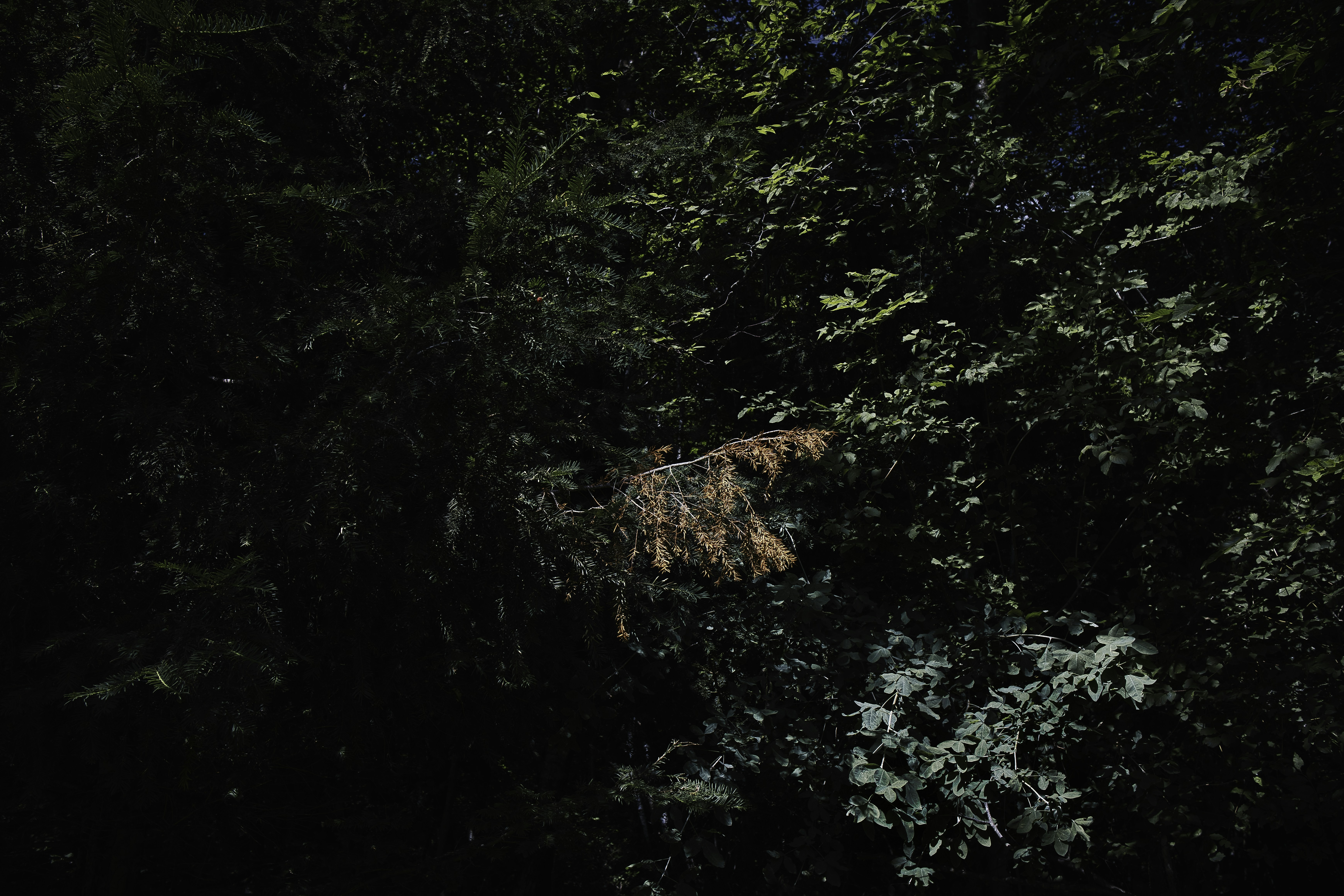 Photo by davenotfound