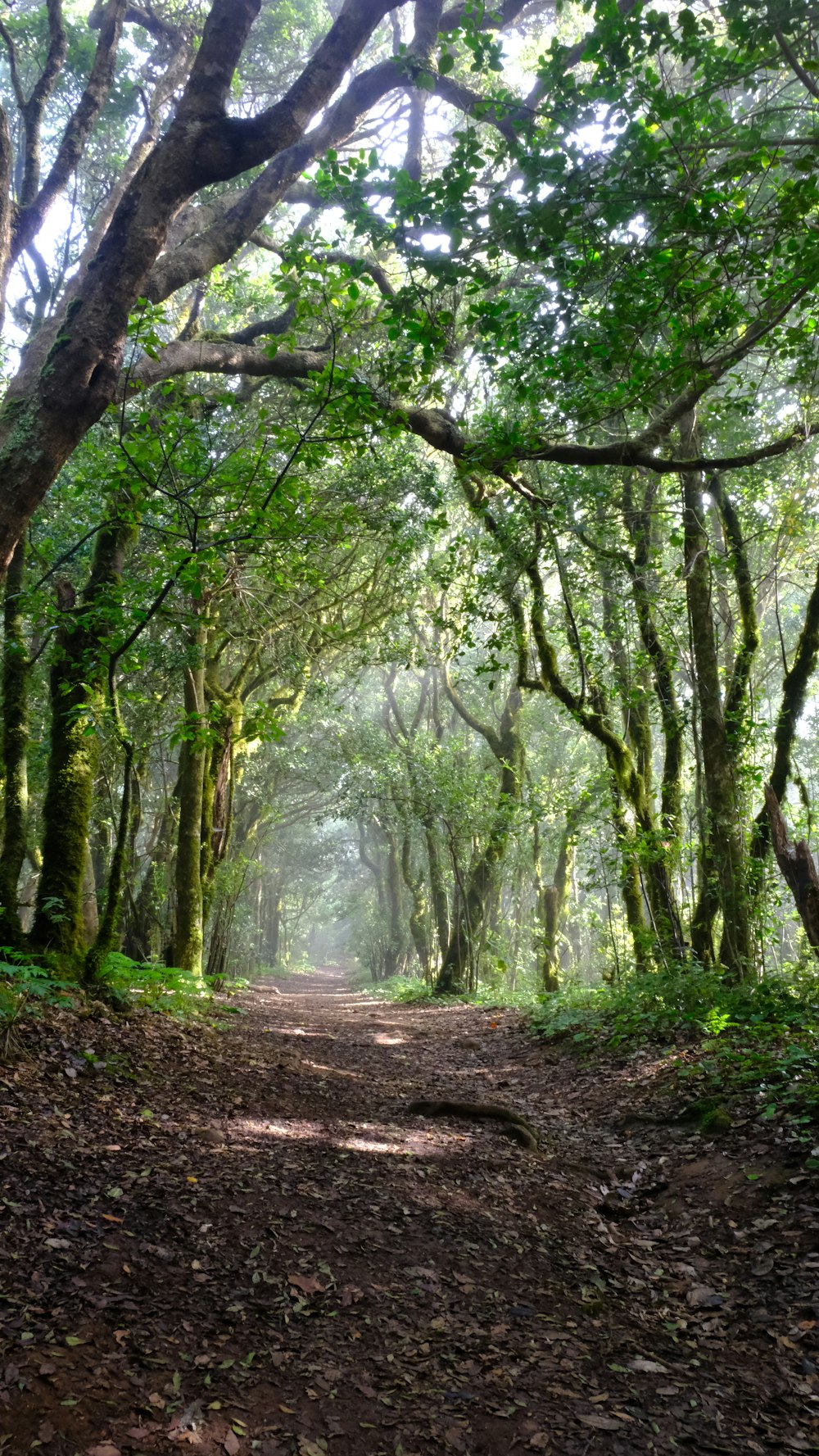 a dirt road surrounded by trees and leaves