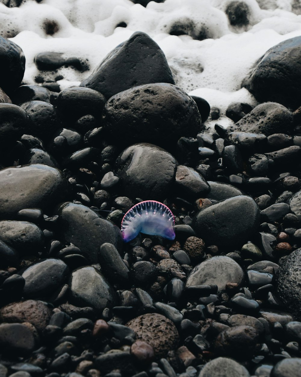 a blue and white frisbee laying on a rocky beach