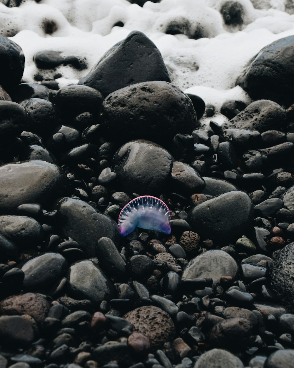 Un frisbee azul y blanco tendido en una playa rocosa