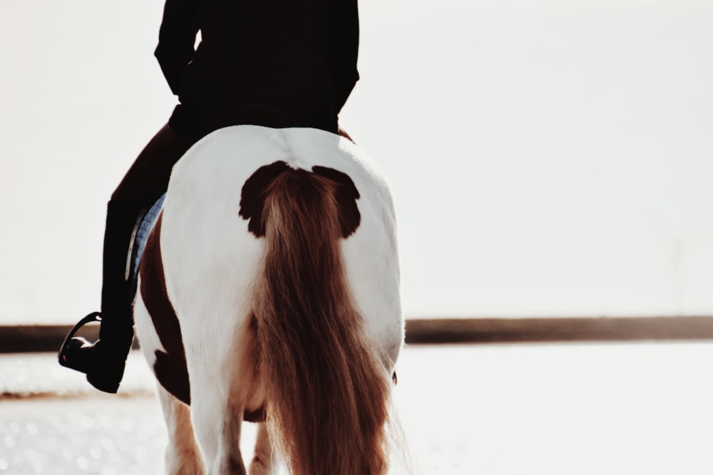 una persona montada a lomos de un caballo blanco