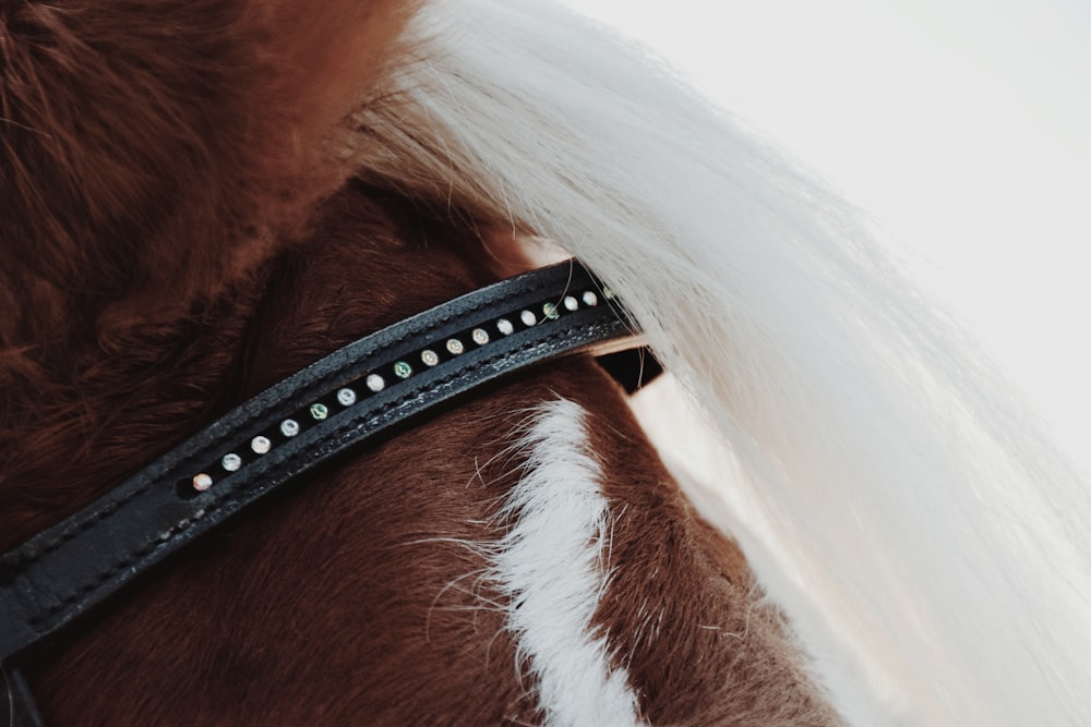 a close up of a horse's bridle and mane