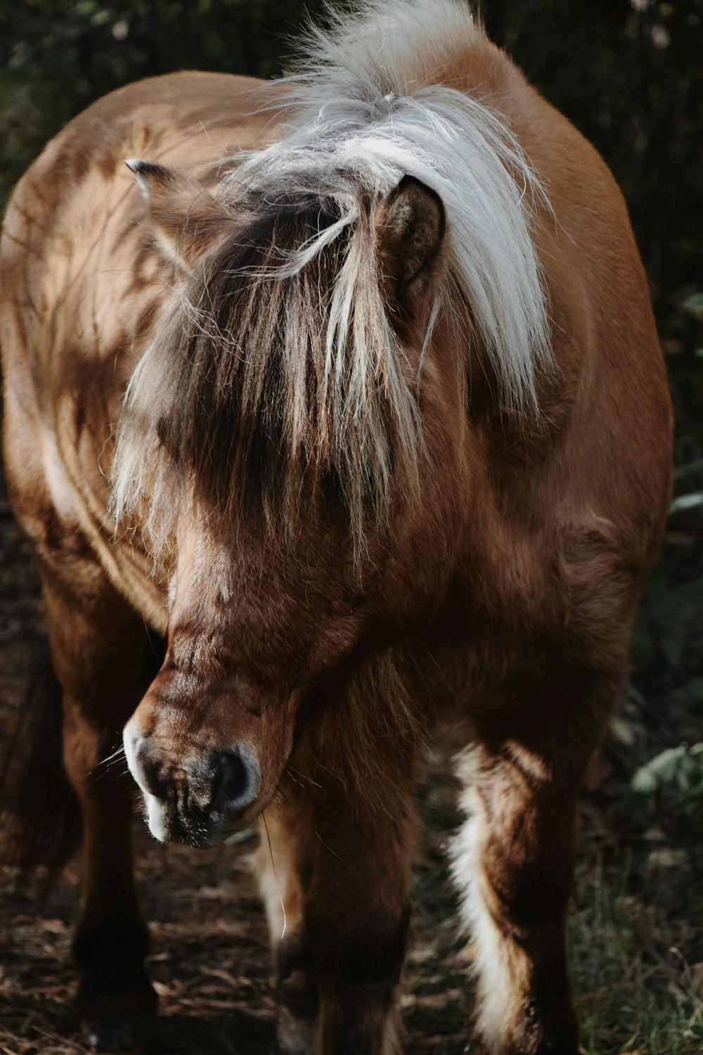 a brown horse with white hair walking through a forest
