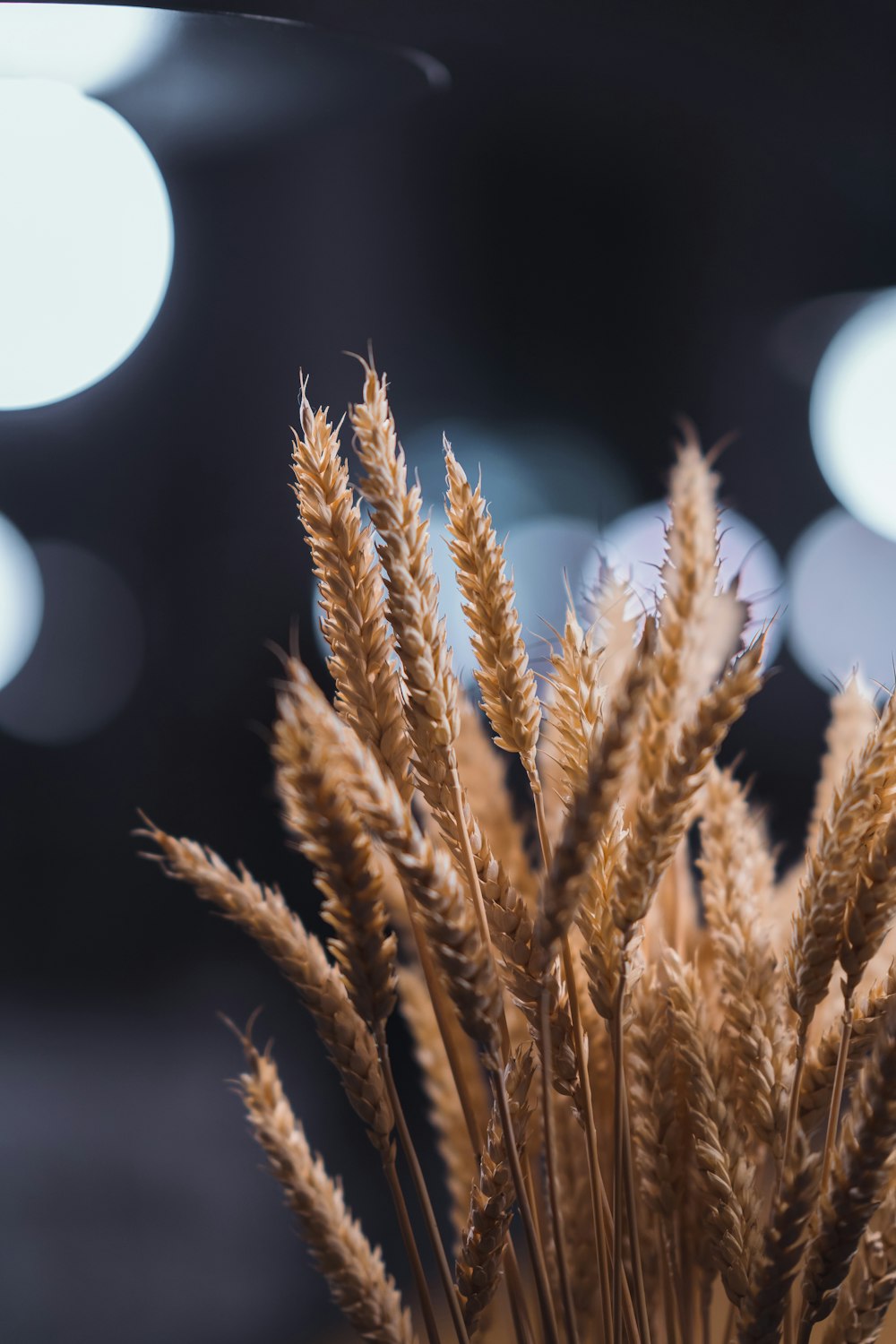 a close up of a plant with blurry lights in the background