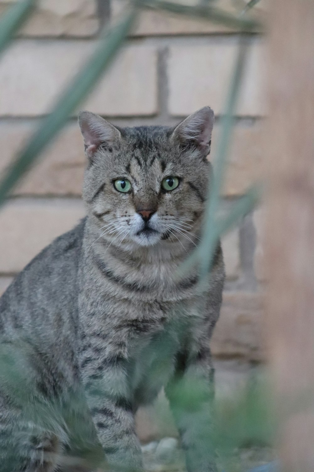 a cat sitting in front of a brick wall