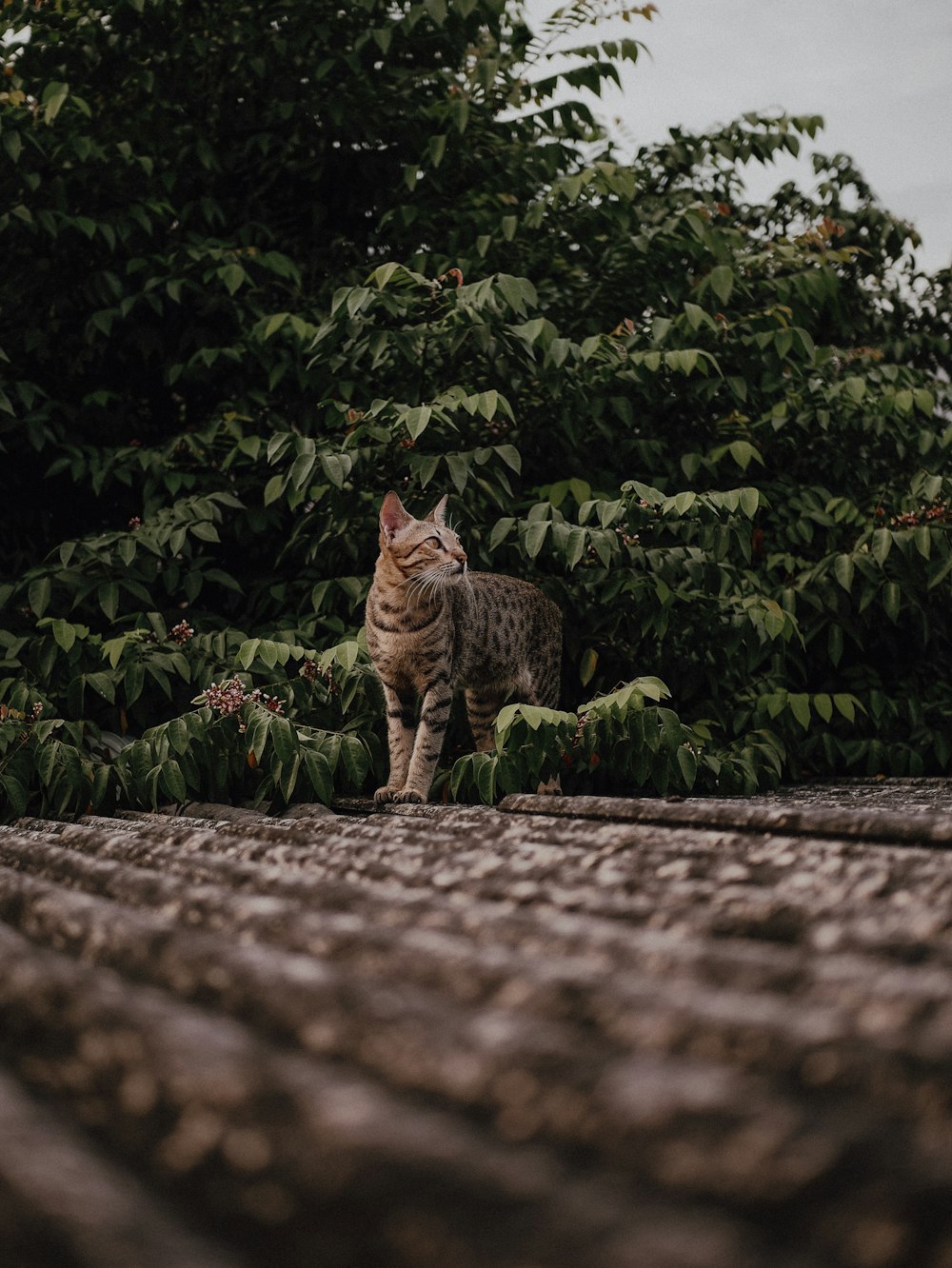 a cat standing on top of a roof next to a forest