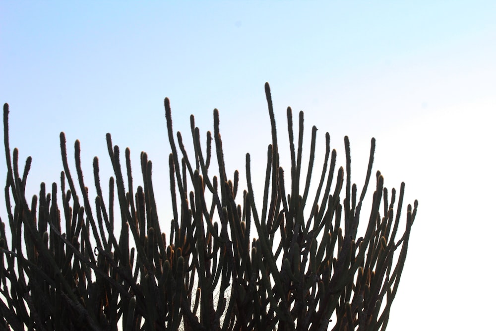 a large cactus plant with a sky in the background