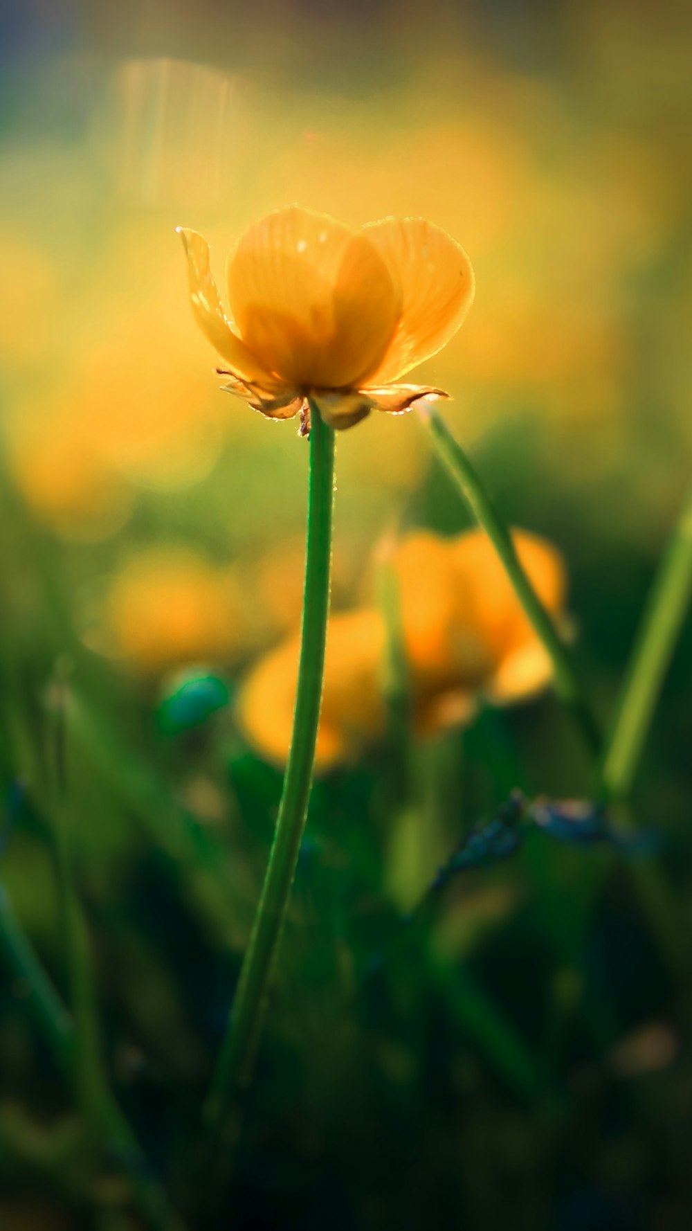a close up of a yellow flower in a field