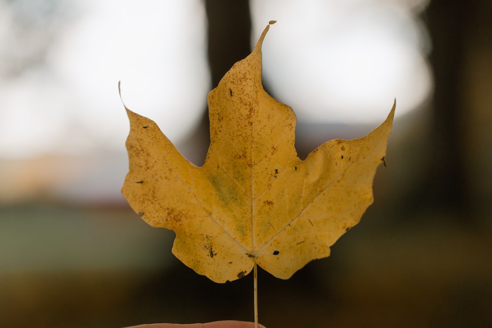a yellow leaf is held in a persons hand