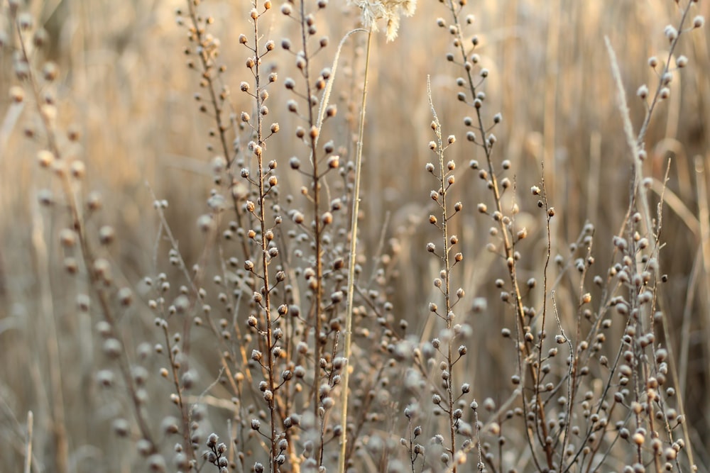 a bunch of plants that are in the grass