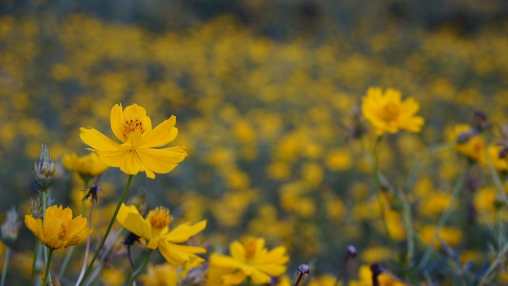 a field full of yellow flowers with a blurry background