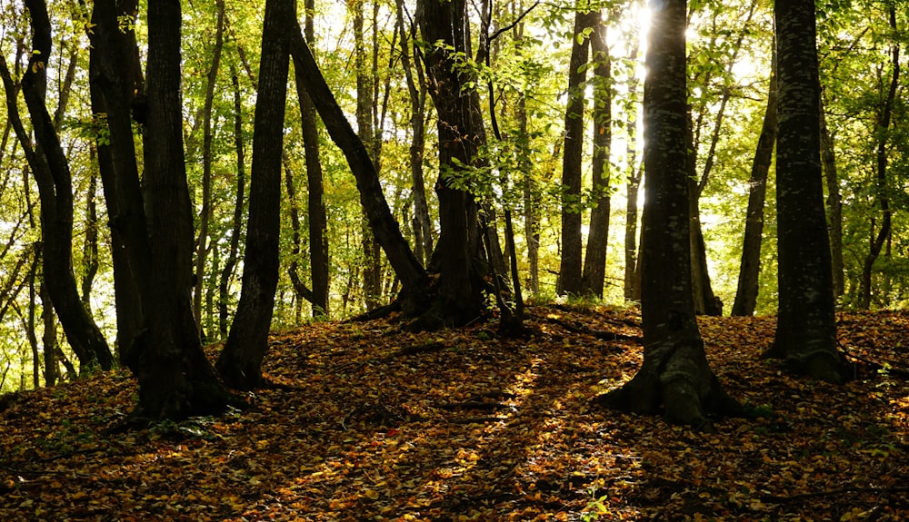 the sun shines through the trees in the forest