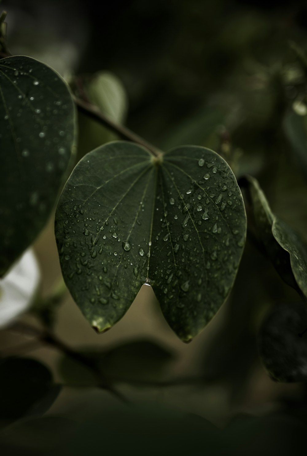 a green leaf with drops of water on it