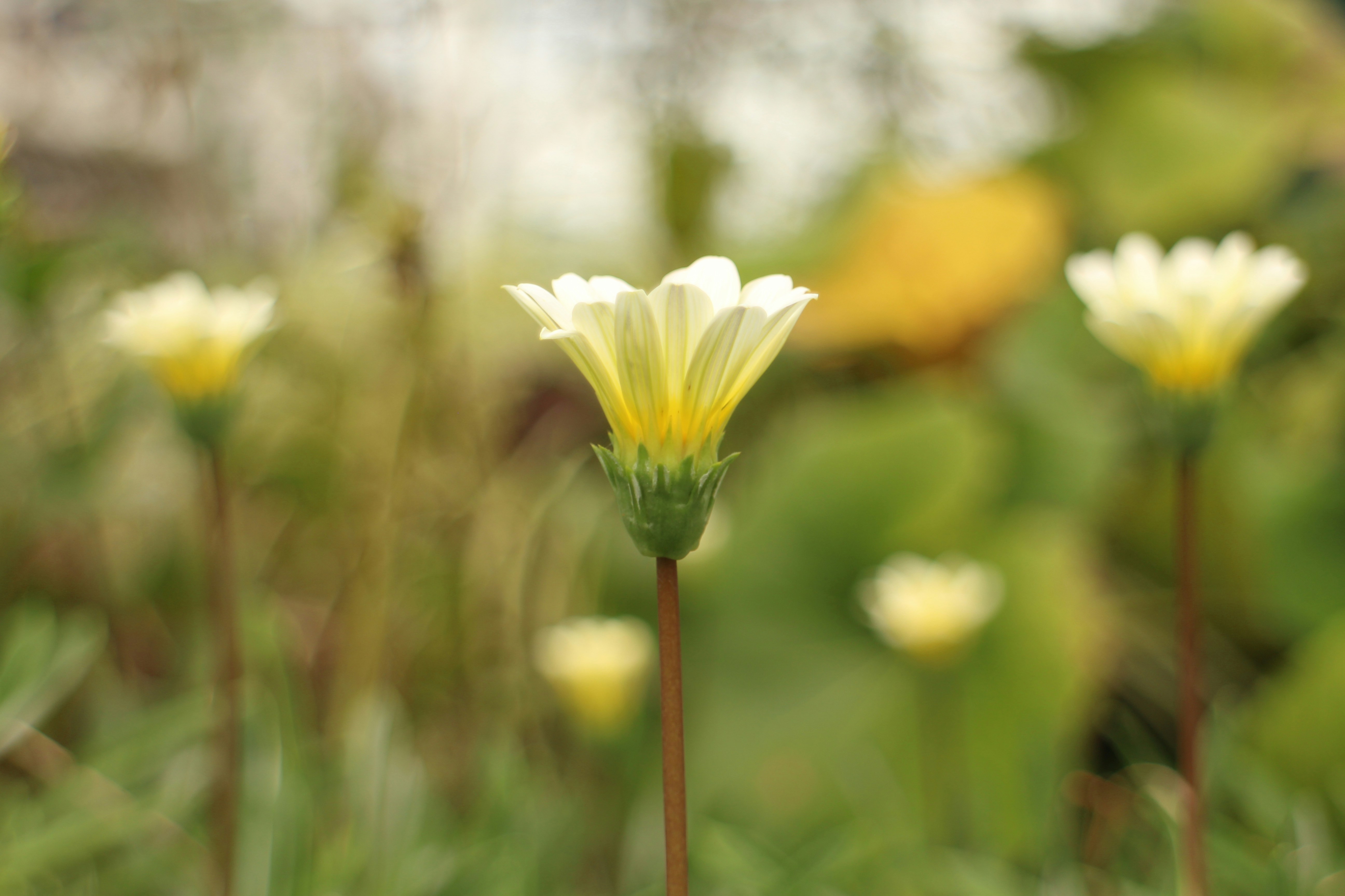 Photo by seichirochan