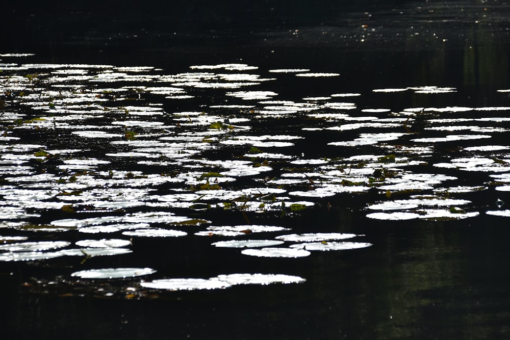 a body of water filled with lots of water lilies