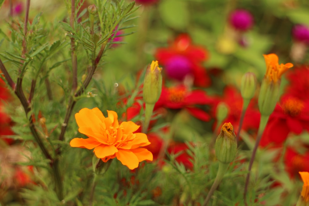 a bunch of flowers that are in the grass