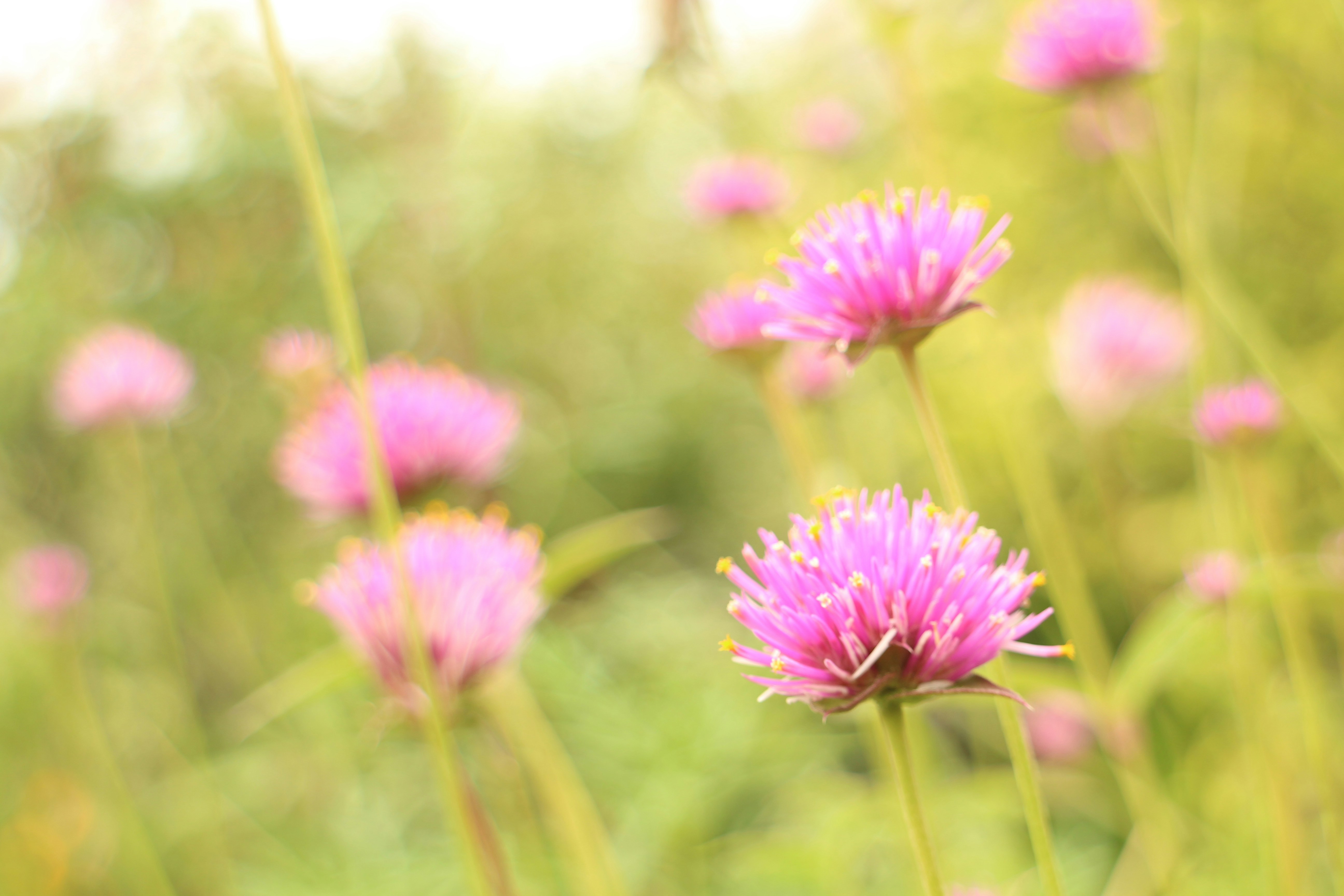 Photo by seichirochan