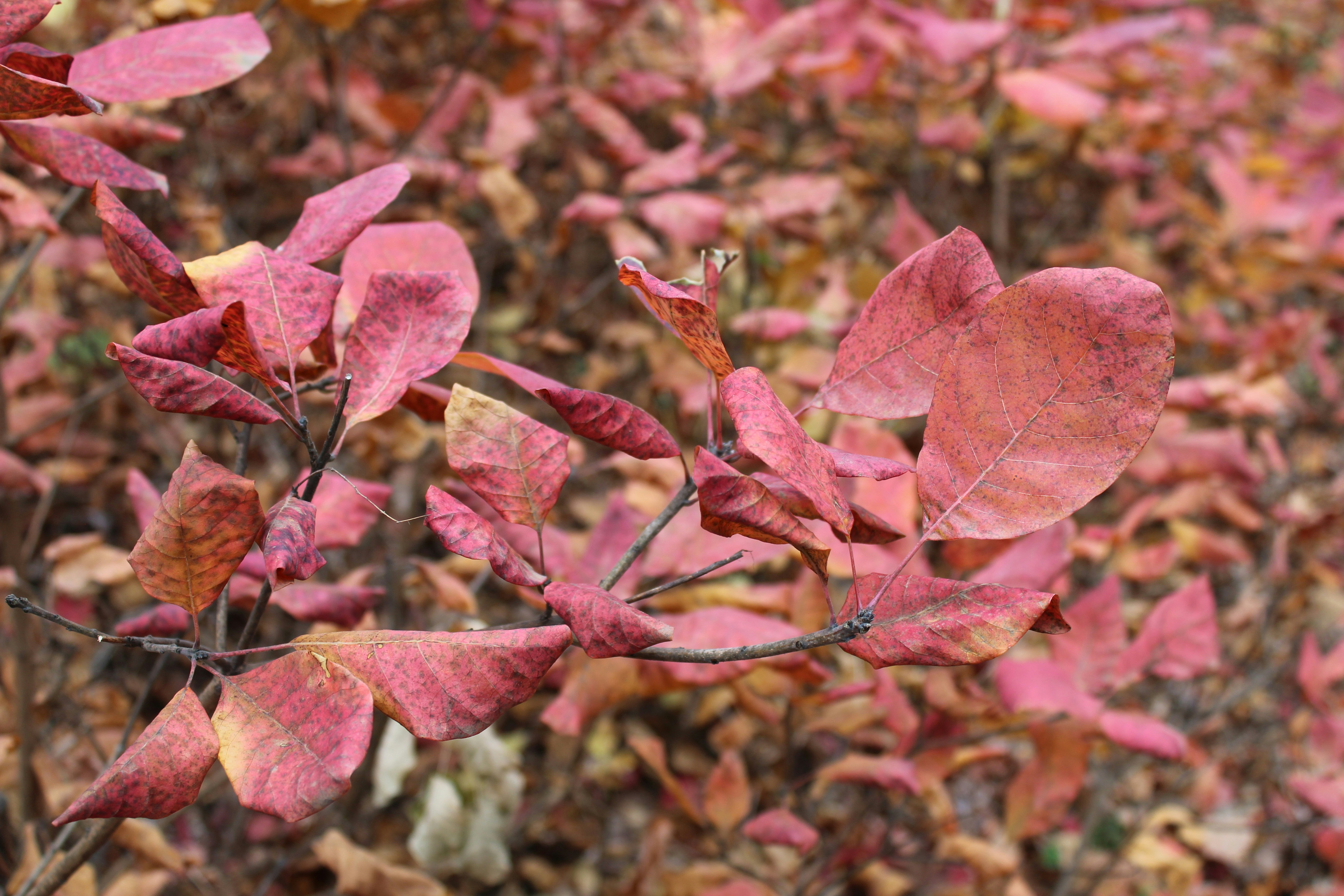 Photo by marina_yalanska