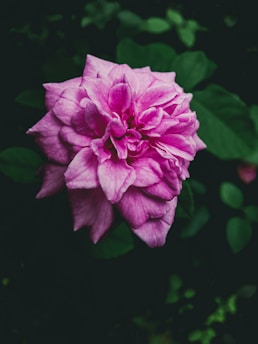 A vivid pink flower with ruffled petals set against a dark green leafy background.