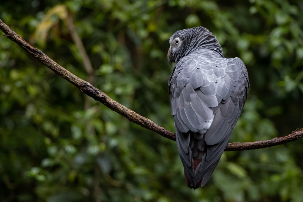 Ein Vogel sitzt auf einem Ast in einem Wald