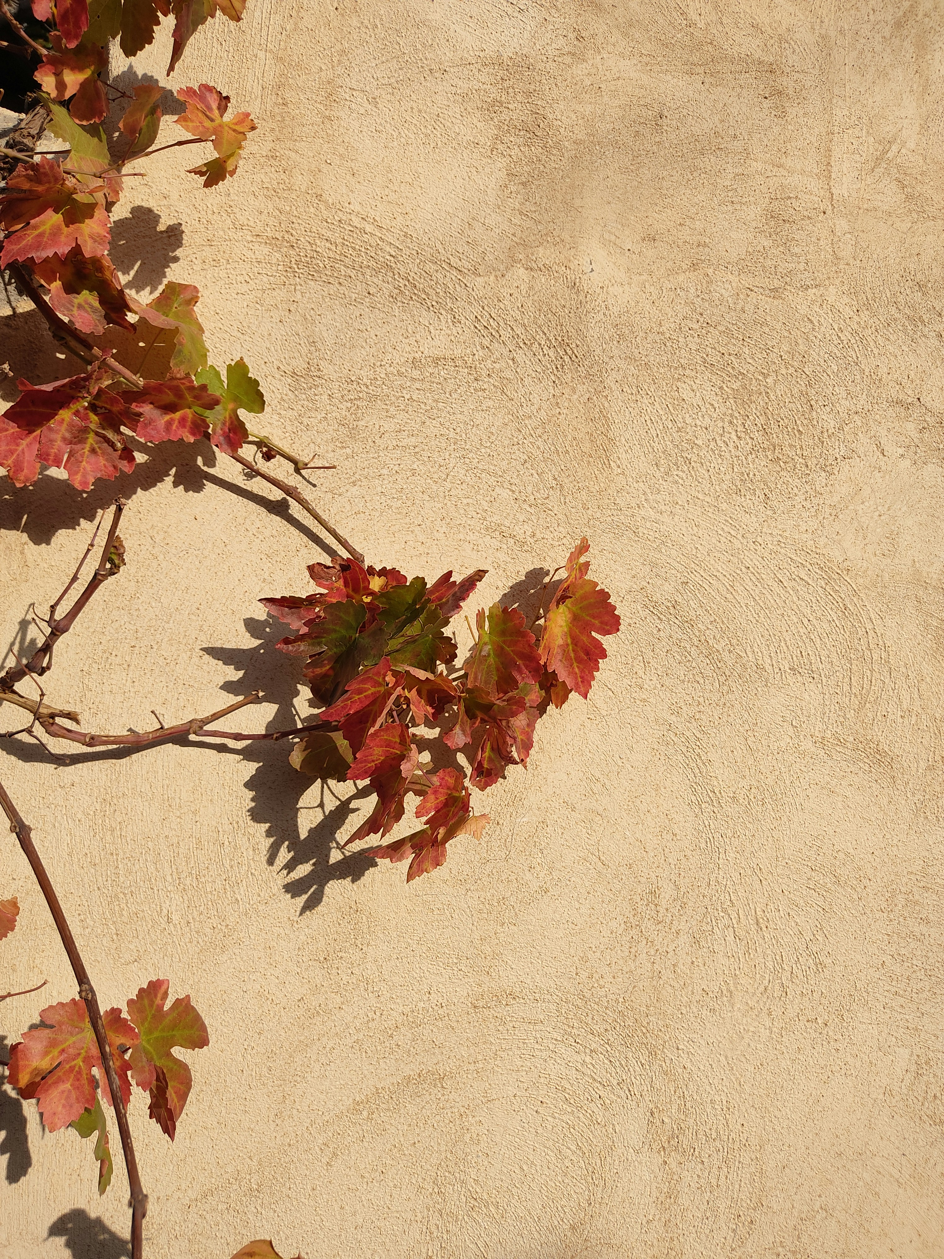 a branch of a tree with red leaves