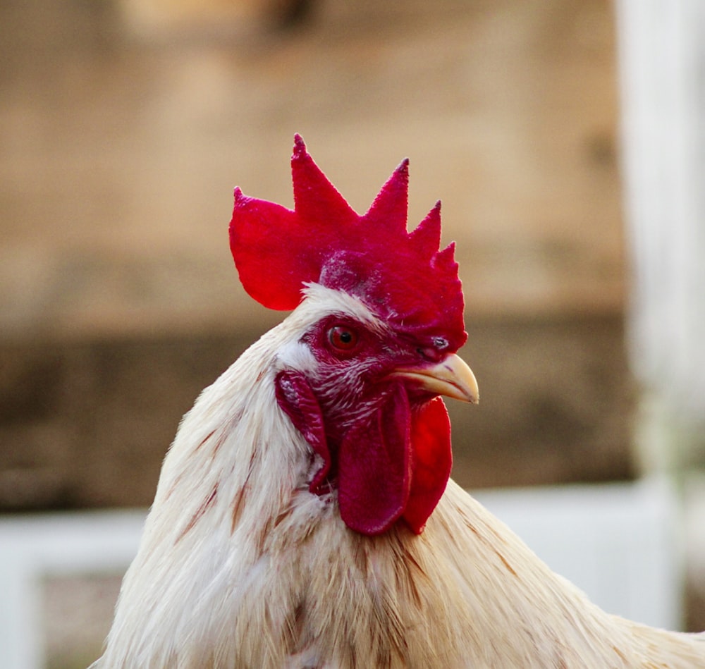 a close up of a rooster on a farm