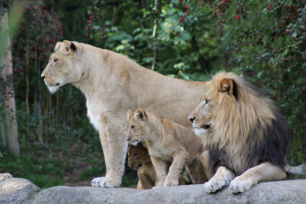 a group of lions sitting on top of a rock