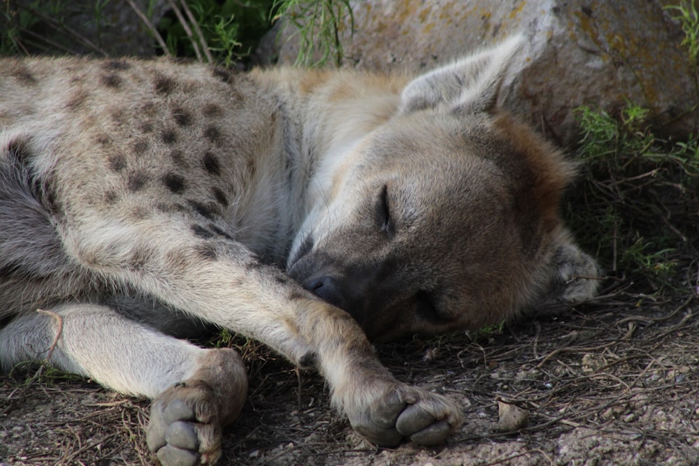 a hyena laying on the ground sleeping