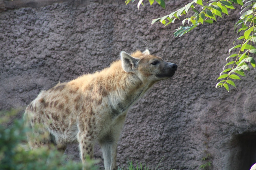 a hyena standing in front of a rock wall
