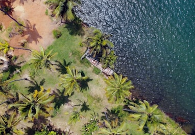 an aerial view of a beach with palm trees