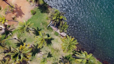 an aerial view of a beach with palm trees