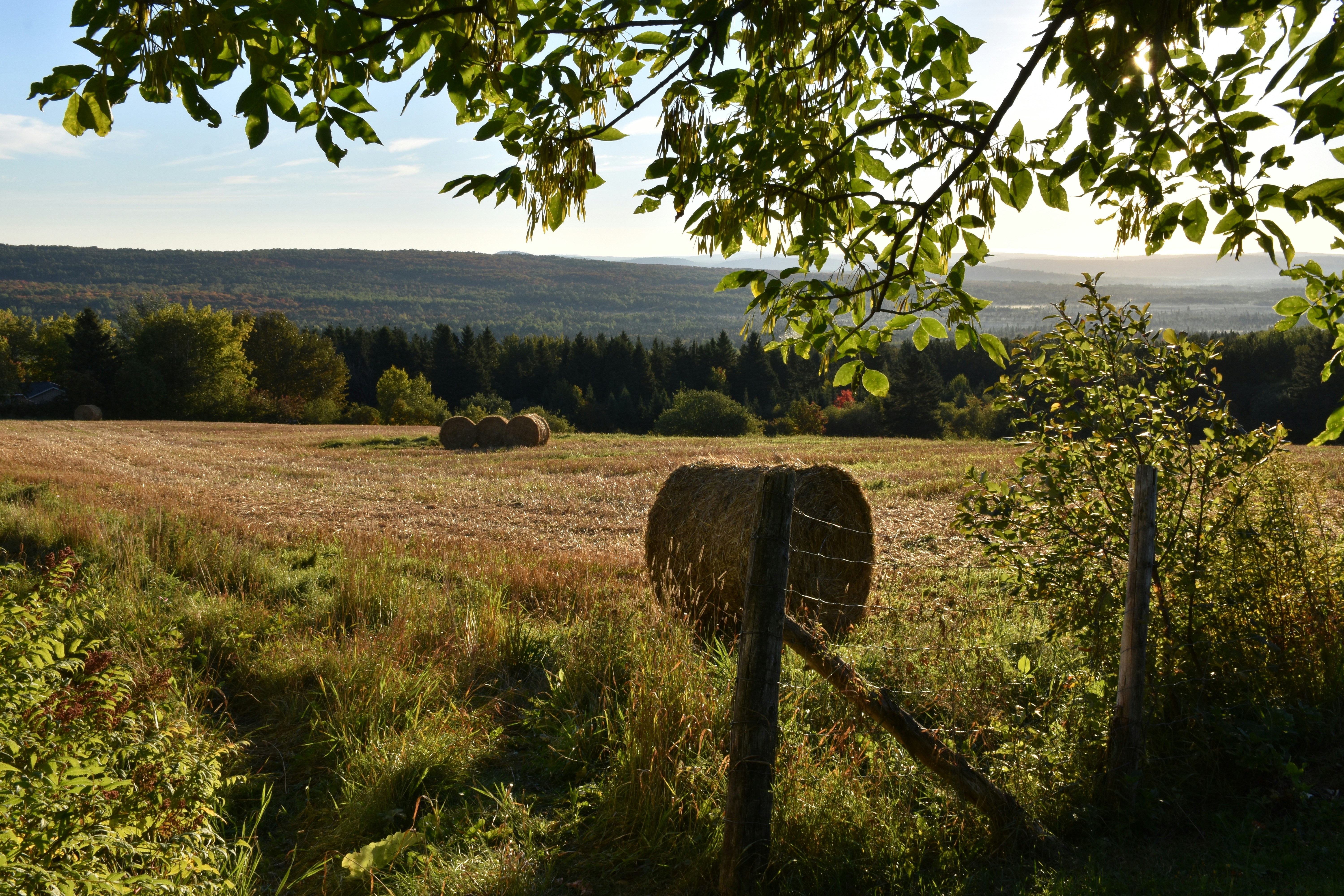 A field of oats after harvest, Sainte-Apolline, Qu&eacute;bec, Canada