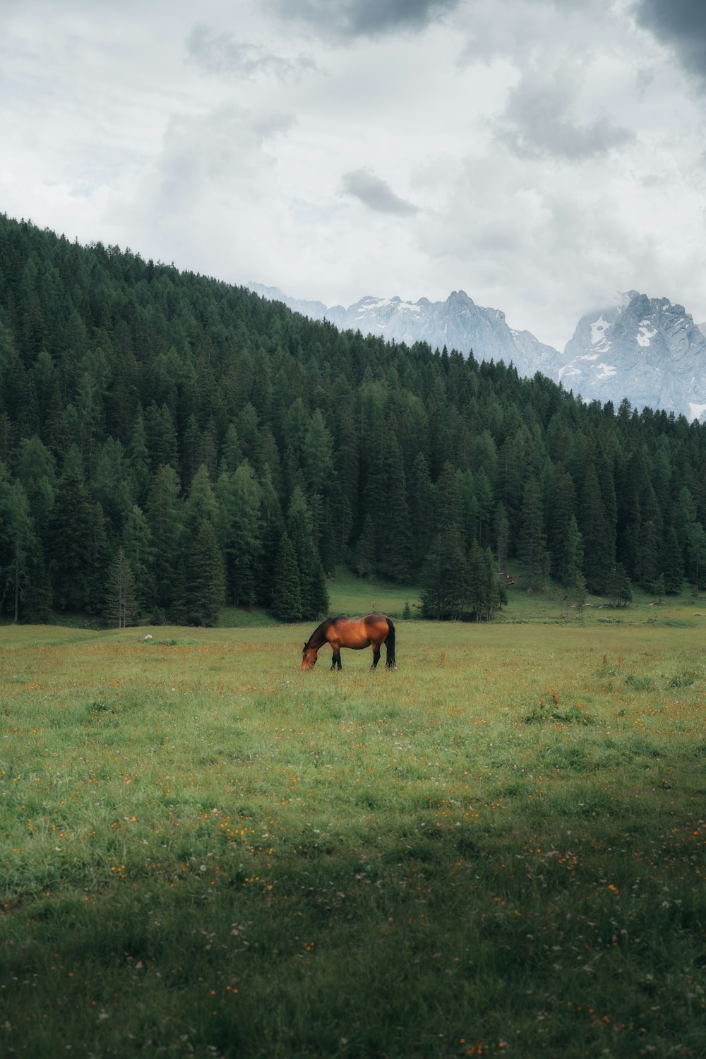 a brown horse standing on top of a lush green field