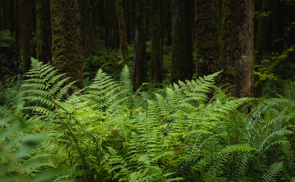 a lush green forest filled with lots of trees