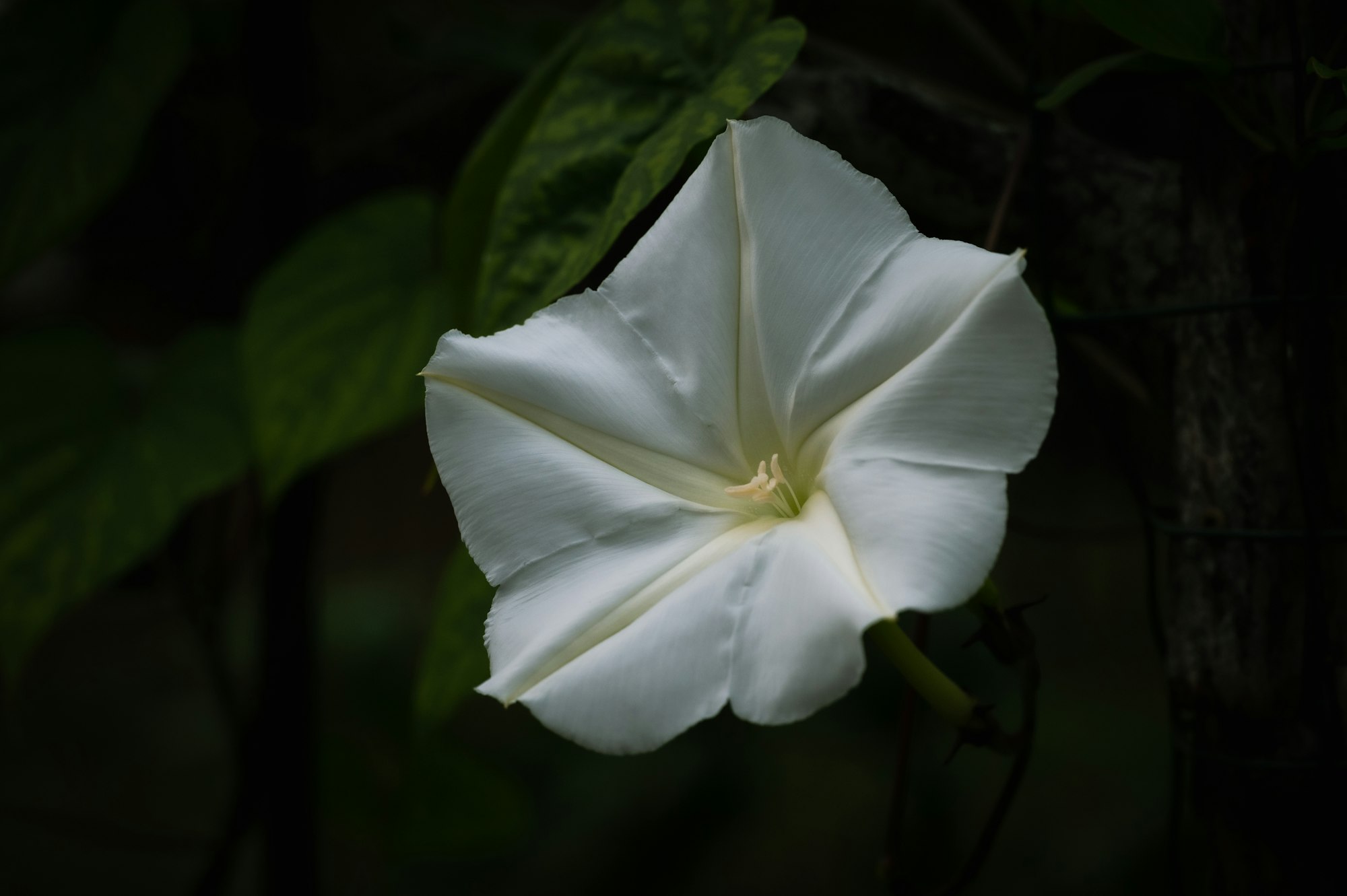 A moonflower blooms at twilight.