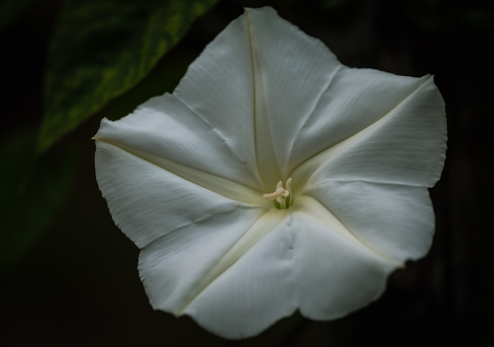 a close up of a white flower with green leaves in the background