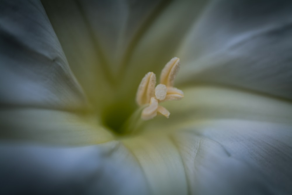 a close up of a flower with a blurry background