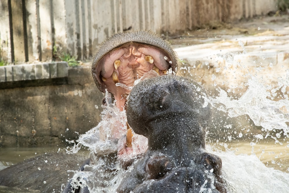 Un par de animales que están en el agua