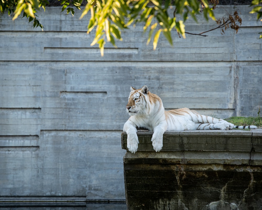 um tigre branco deitado em cima de uma parede de cimento