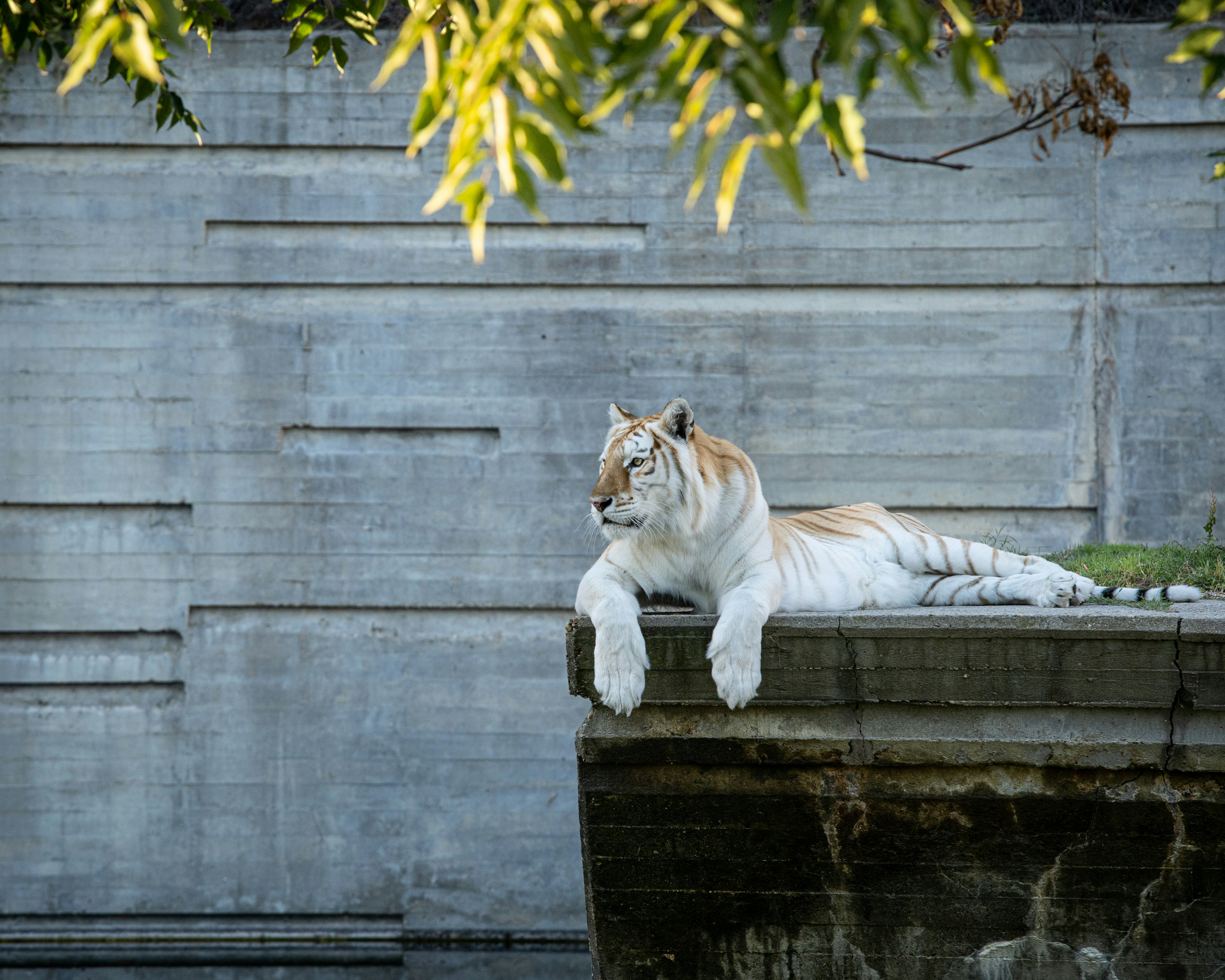 The tiger is one of the most gorgeous creatures on earth, and dedicated Unsplash photographers have ventured into the jungle and captured tigers in all of their glory. You can use these tiger images for free, no need for a jungle visit!