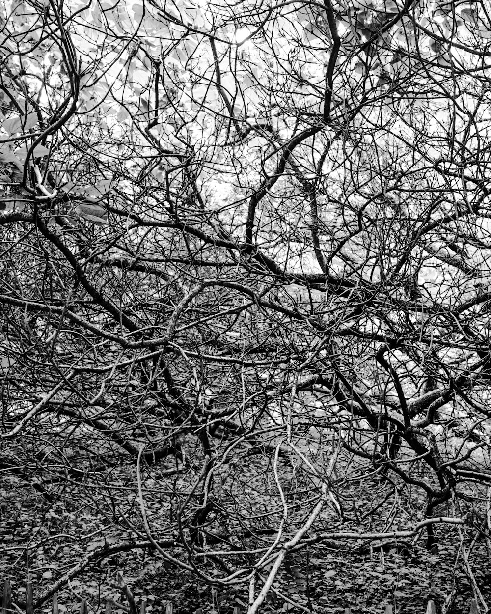 ein Schwarz-Weiß-Foto eines Baumes ohne Blätter