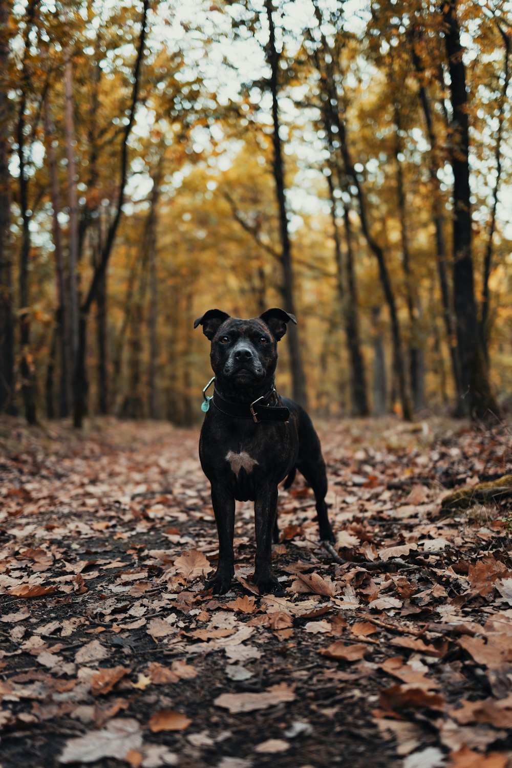 a black dog standing in the middle of a leaf covered forest