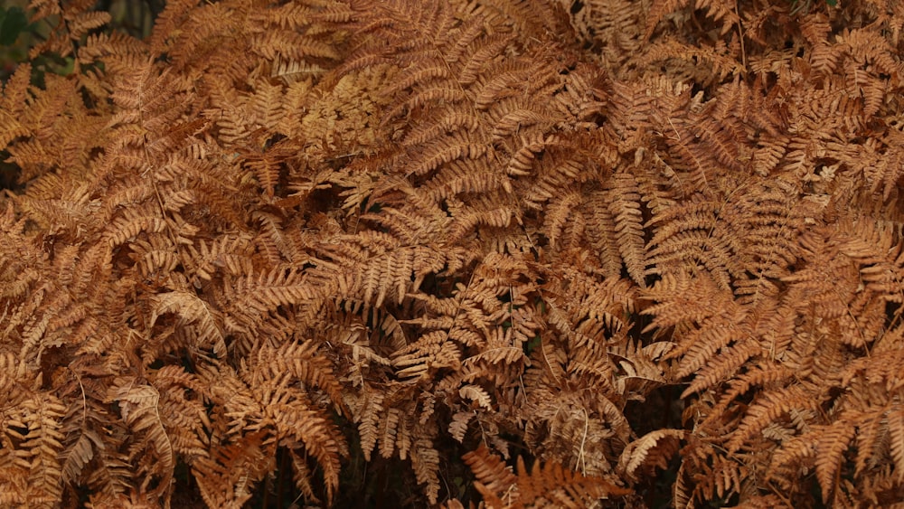 a close up of a bunch of brown plants