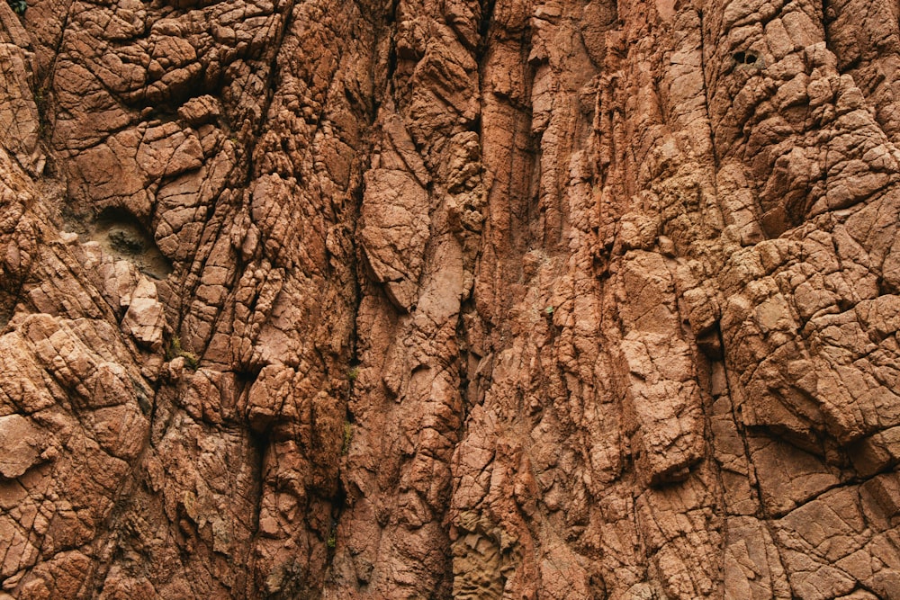 a close up of a rock face with a bird perched on it