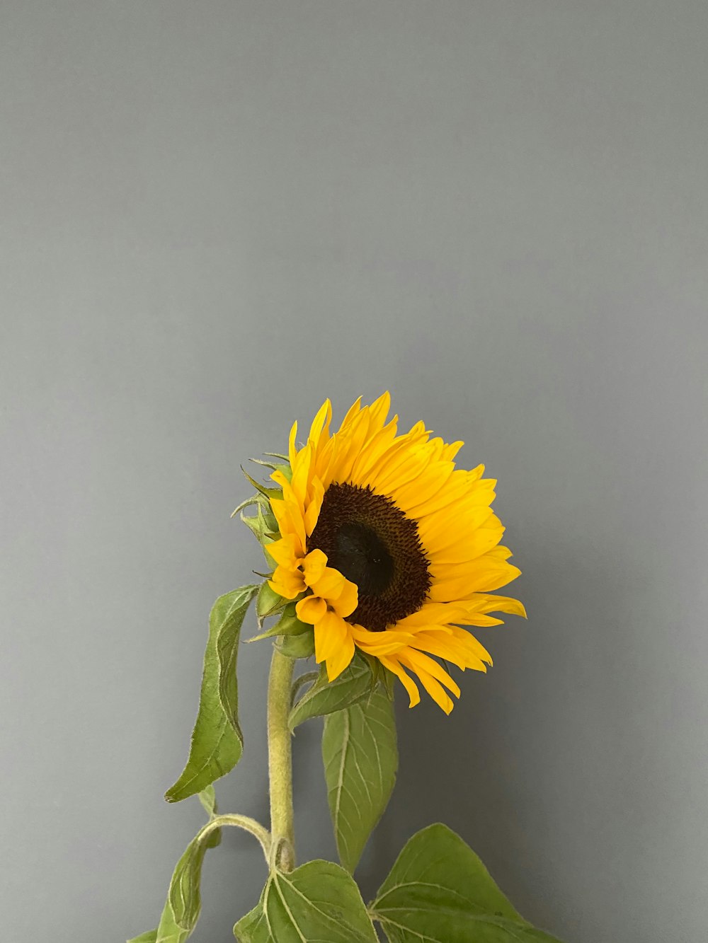 a yellow sunflower with green leaves on a gray background