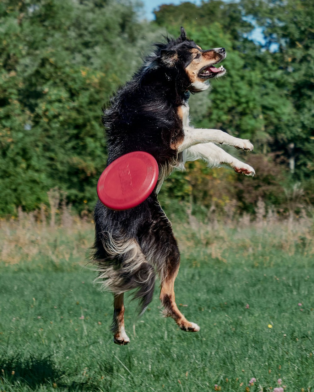 Un cane che salta in aria per catturare un frisbee